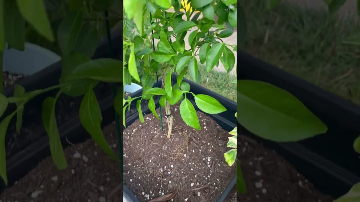Container garden update. Scarlett carrots and pink lemon and lime trees. 🌳