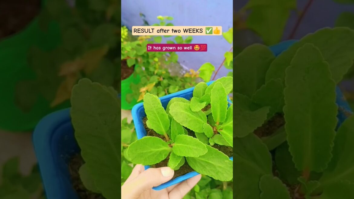 #newshort #gardendesign #gardendesign #plantpropagation #newshorts #shortsviral #ytshortsvideo #diy