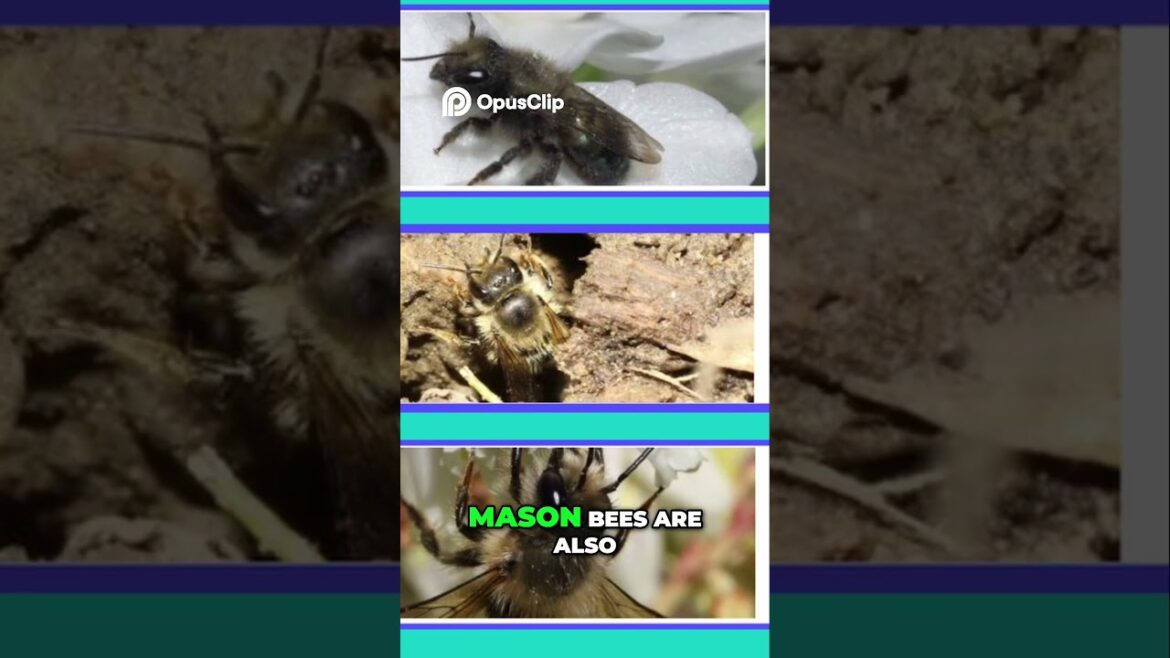 Unlock Your Garden’s Potential Why Mason Bees Are the Ultimate Pollinators Unlock Your Garden's Potential Why Mason Bees Are the Ultimate Pollinators