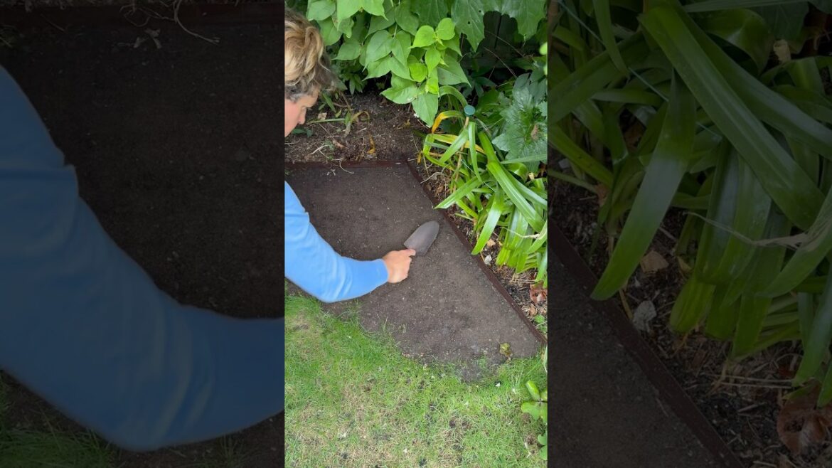 Lawn Repair & Everedge Lawn Repair & Everedge