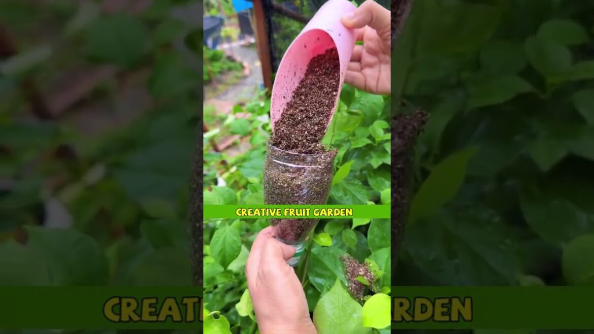 Gardener's tips for grafting plants NO.16 #shorts #tips #grafting