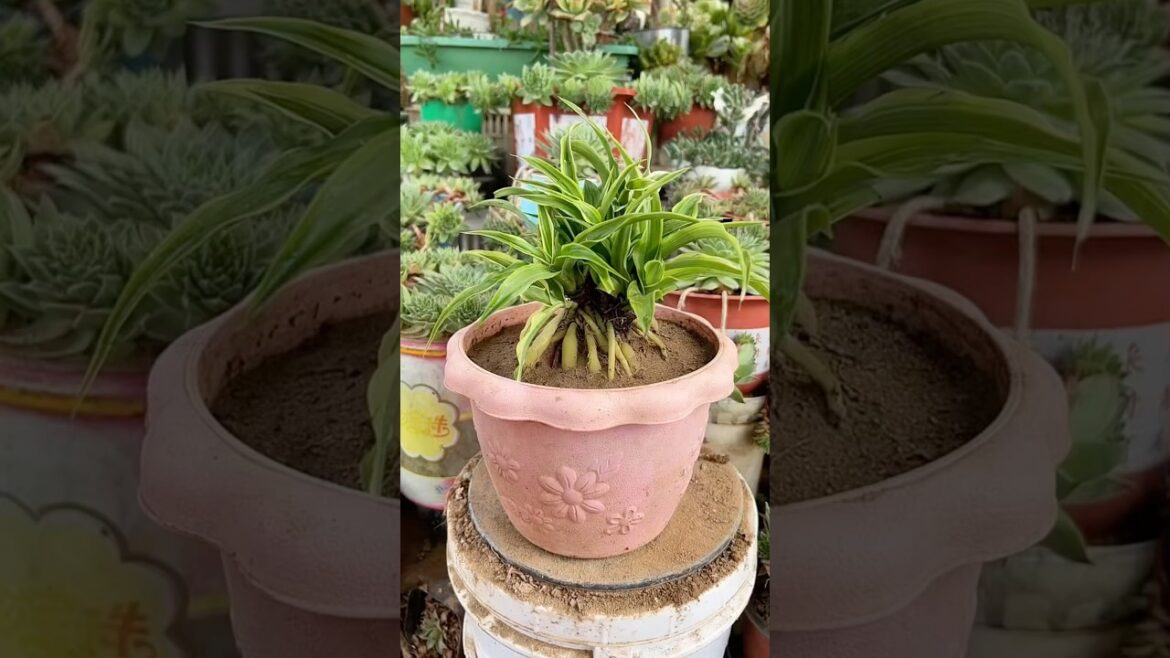 Propagating small spider plants #shorts #garden #plants