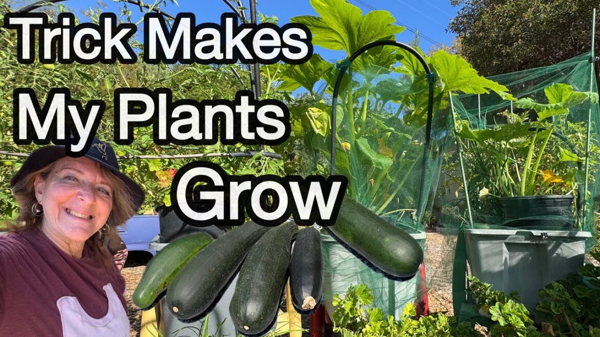 Life SAVER Grows Tons of Vegetables in FREE Layer Pot Improves Garden Production Container Gardening