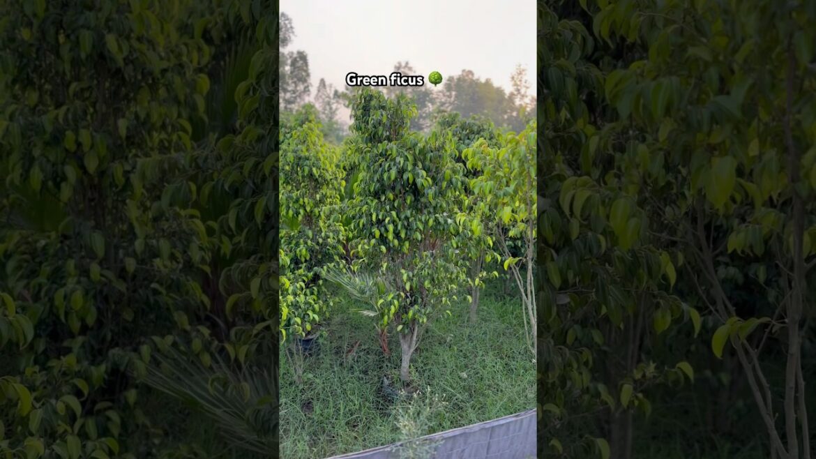Green ficus🌳available​⁠@WorldPlantation.nursery #nursery #plantsofindia #gardendesign #supply