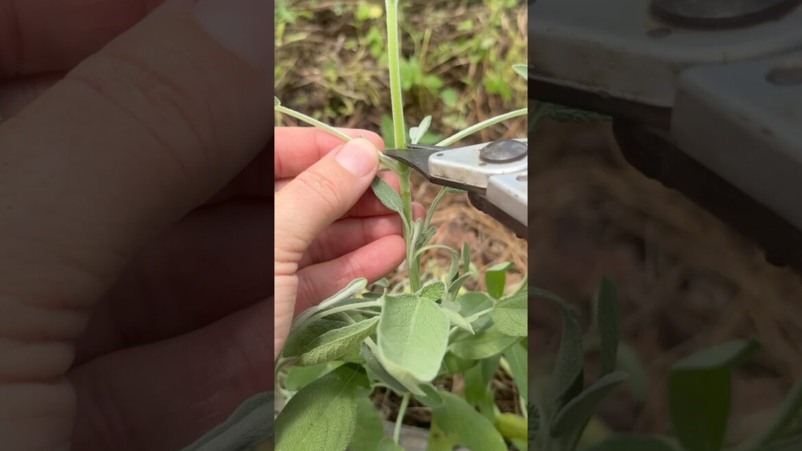 How To Prune Common Garden Herbs #gardentips #homegarden