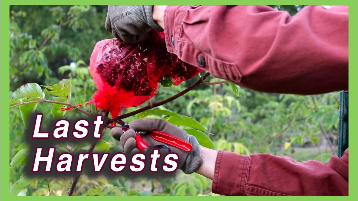 Kaye Kittrell: Cool Morning Last Harvests Cool Morning Last Harvests