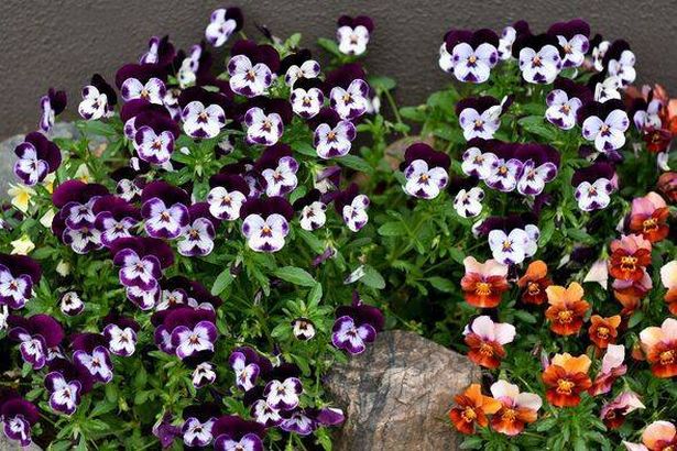 Viola: Bold, Bright and Beautiful Flowers