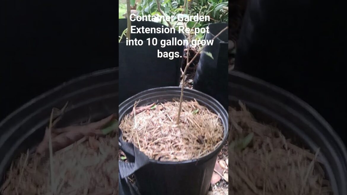 Container Garden Expansion/Addition #mybackyardgarden #fruittrees #homegardening