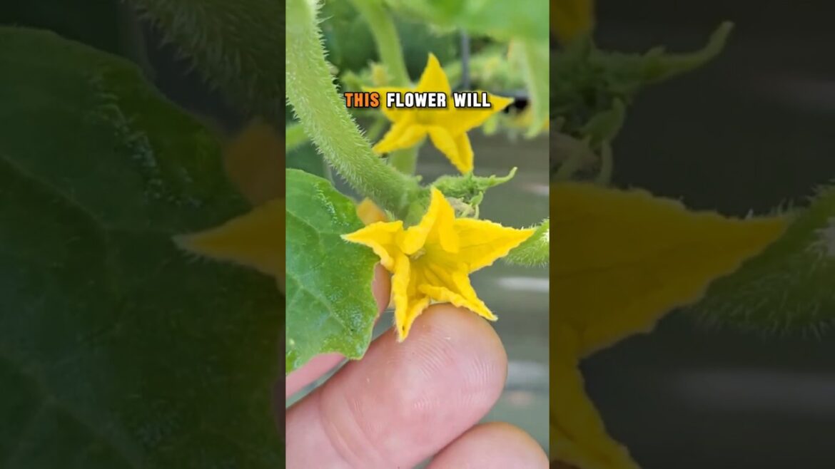 Cucumber Flowers 101: Male or Female? 🤔 #vegetablegardening #cucumber Cucumber Flowers 101: Male or Female? 🤔 #vegetablegardening #cucumber