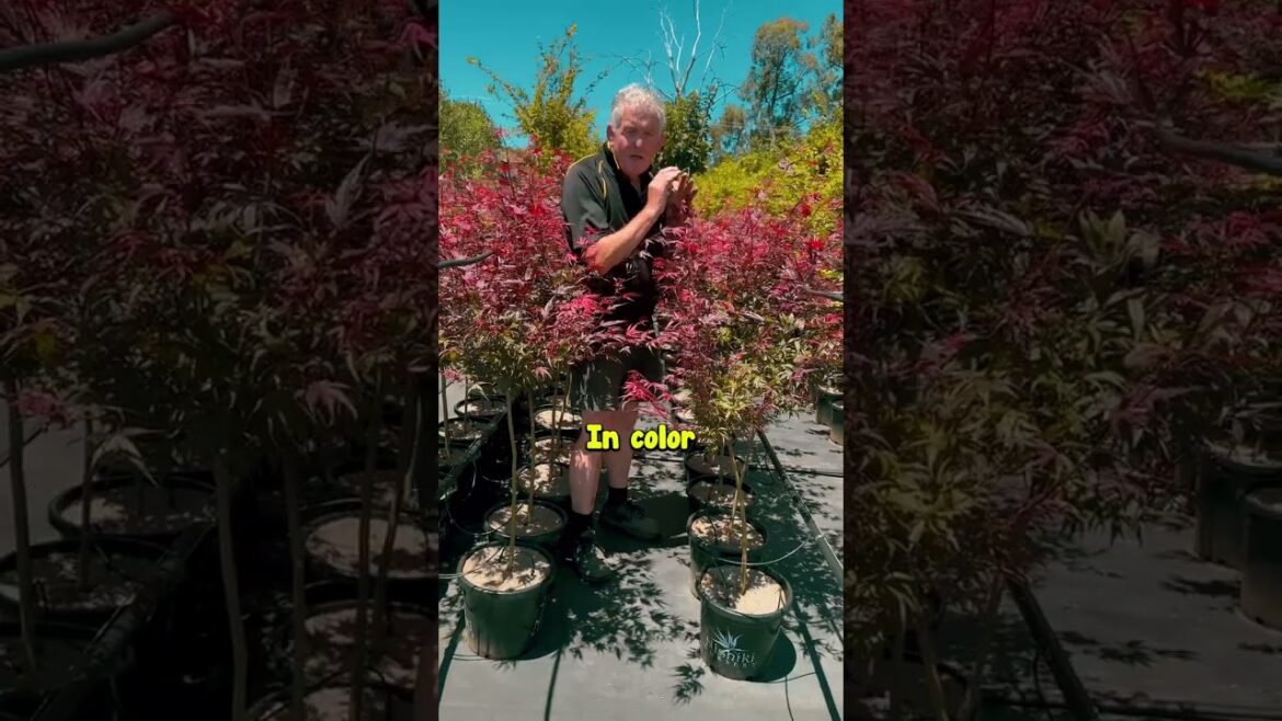 This is the Japanese Maple EVERYONE Wants.