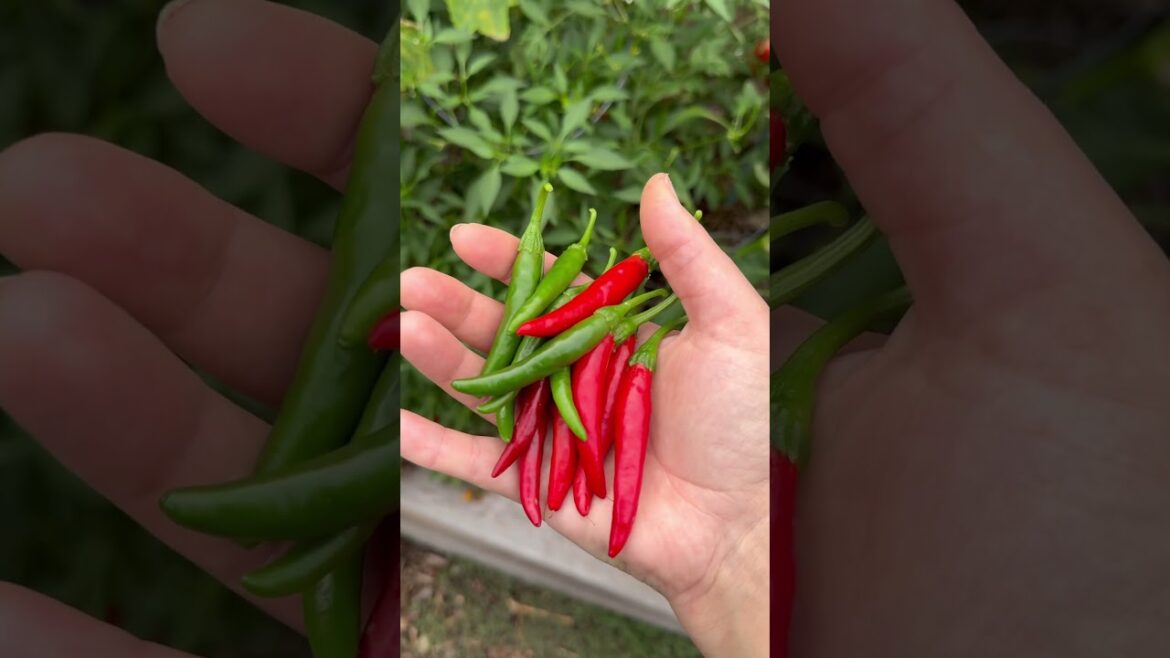 Growcery haul 🧺 #gardenharvest #homegardening #growyourownfood #backyardgarden