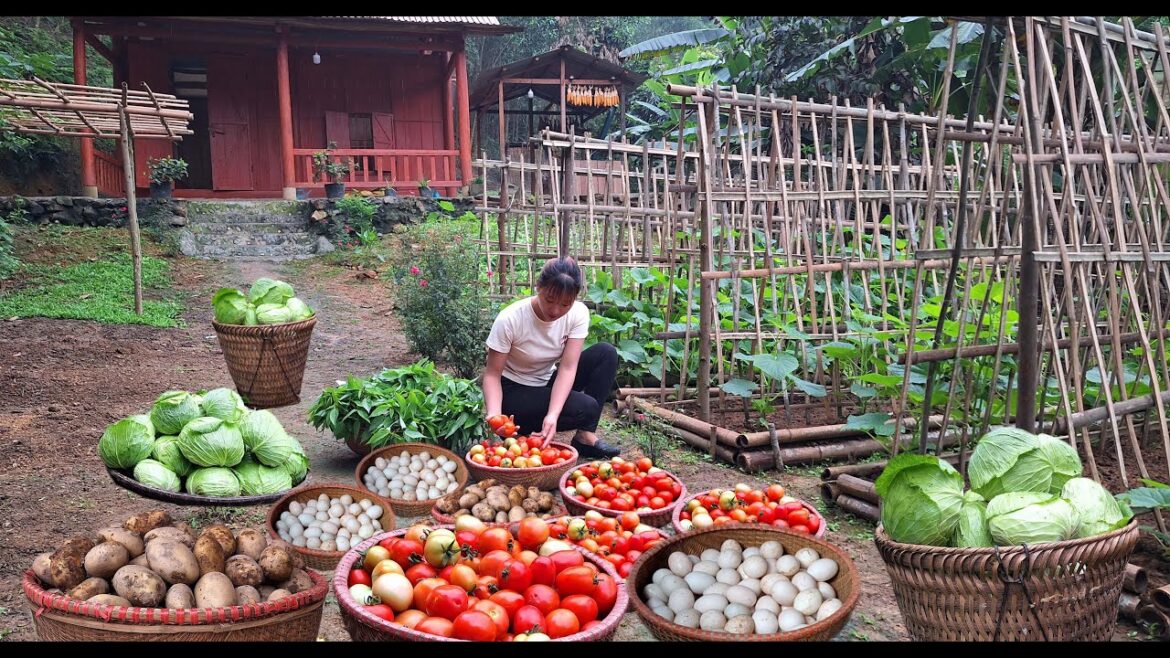Mountain gardening: building organic vegetable gardens, planting and harvesting farm products. Mountain gardening: building organic vegetable gardens, planting and harvesting farm products.