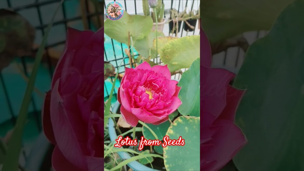 Growing Lotus from seeds / Lotus seeds Planting /Lotus Plant at Home #lotusfromseeds   #shorts