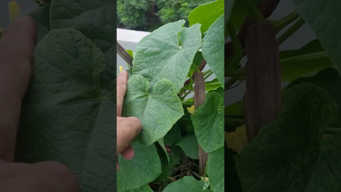 Tips to grow bottle gourd at home #nature #plants #mygarden #gardeningtrends