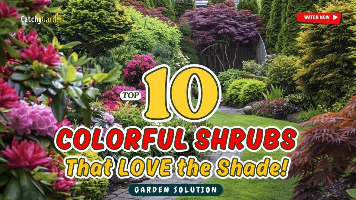 TOP 10 COLORFUL Shrubs That LOVE the Shade!πΌπ³πΈ // Gardening Ideas TOP 10 COLORFUL Shrubs That LOVE the Shade!πΌπ³πΈ // Gardening Ideas
