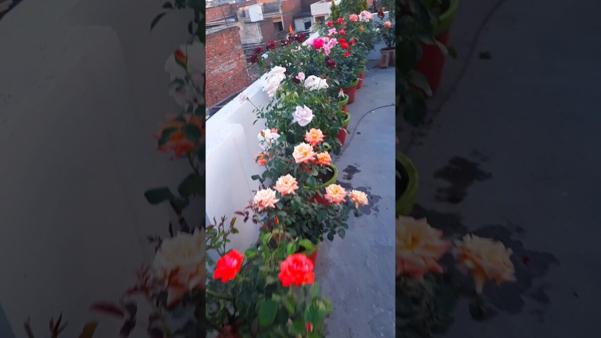 different types of roses , terrace gardening #flowers #garden #rose #nature #viralshort