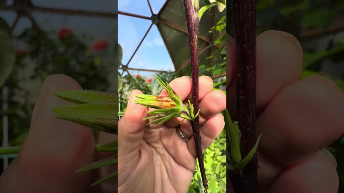 HARVESTING EDIBLE HIBISCUS!!! #garden #growyourownfood #flowers