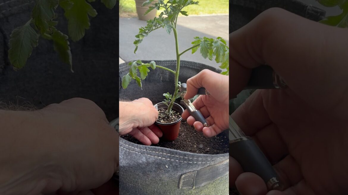 Tomatoes. Plant them deep, even in pots. #vegetablegardening #gardening #tomatoplant