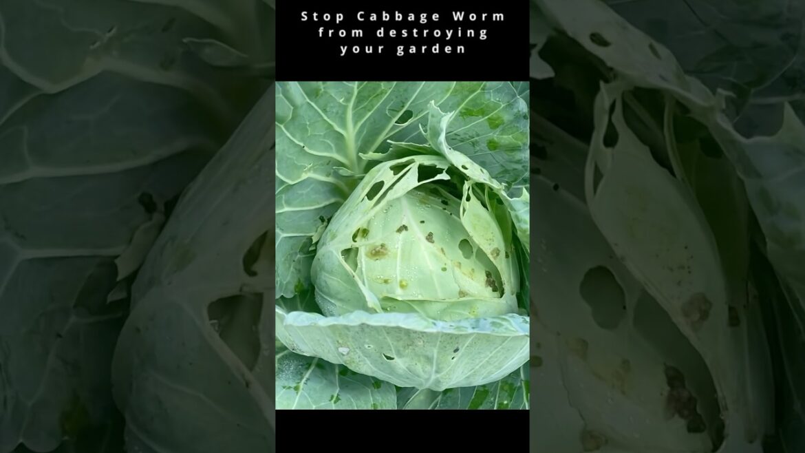 Stop cabbage worms from destroying your garden #gardening #garden