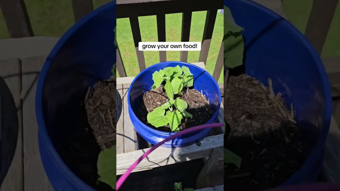 My Container Garden Thrives! #containergardening #growyourownfood #gardening