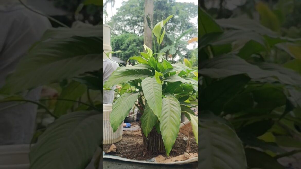 Peace Lily Indoor Plant Repotting | Easy Care Tips πΏβ Peace Lily Indoor Plant Repotting | Easy Care Tips πΏβ