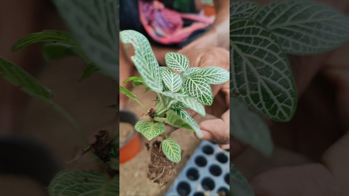 Fittonia (Mosaic Plant) Repotting – Air Purifier Plant for Your Home #shorts Fittonia (Mosaic Plant) Repotting – Air Purifier Plant for Your Home #shorts