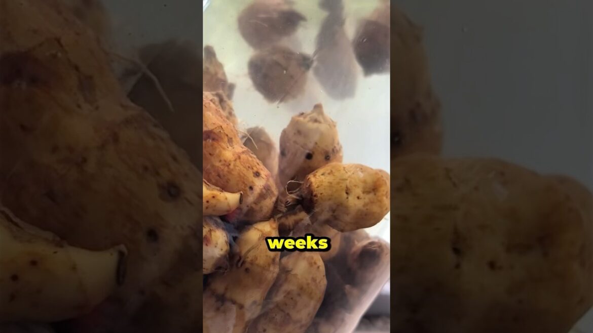 Planting Sprouted Tigernuts in Containers | Easy Garage Gardening Guide 🌱#farmlife Planting Sprouted Tigernuts in Containers | Easy Garage Gardening Guide 🌱#farmlife