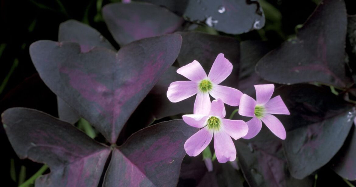 ‘Quietly strange’ houseplants that move at night while no one is watching Ipso logo