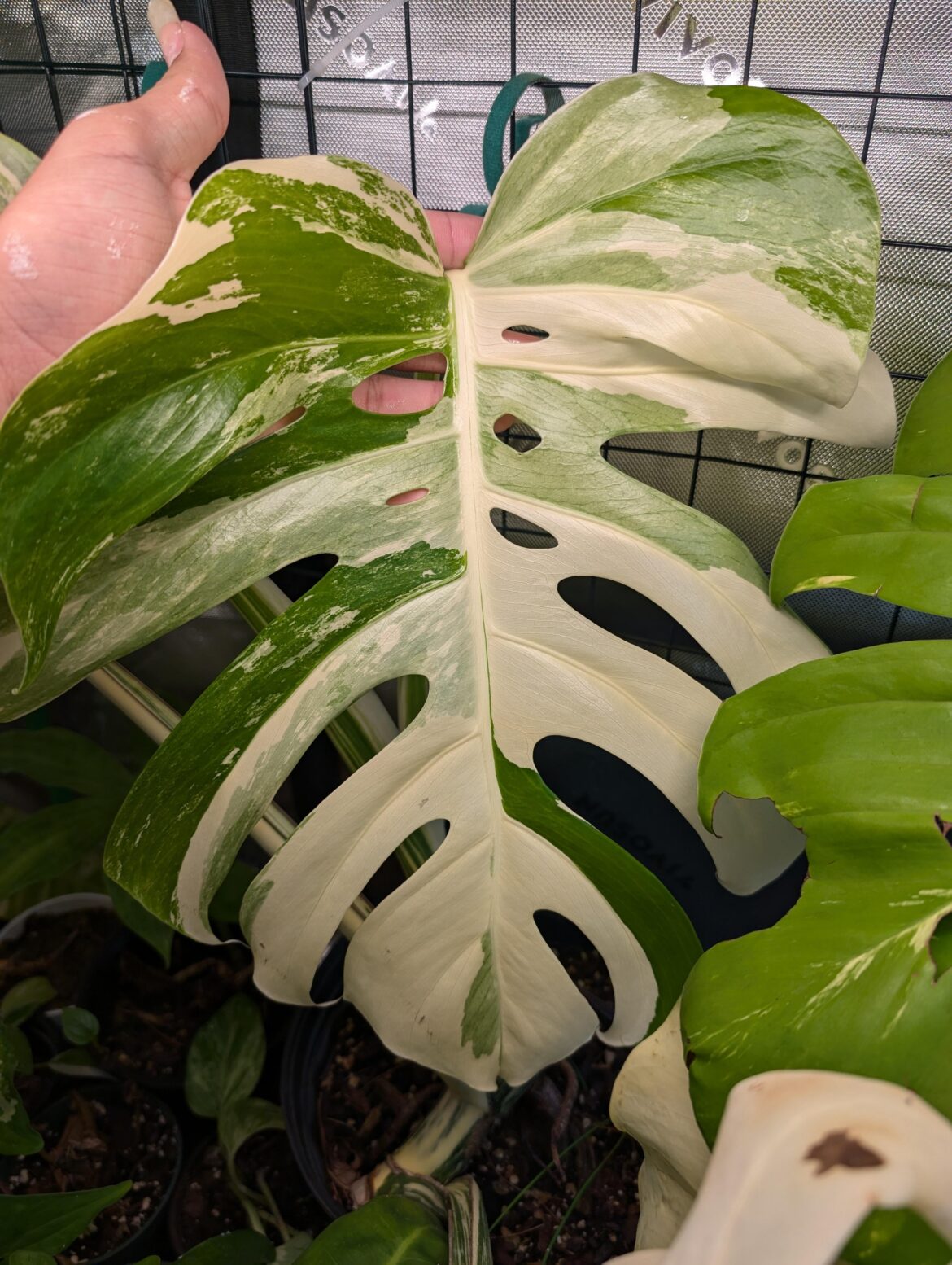 Just a beautiful monstera albo new leaf