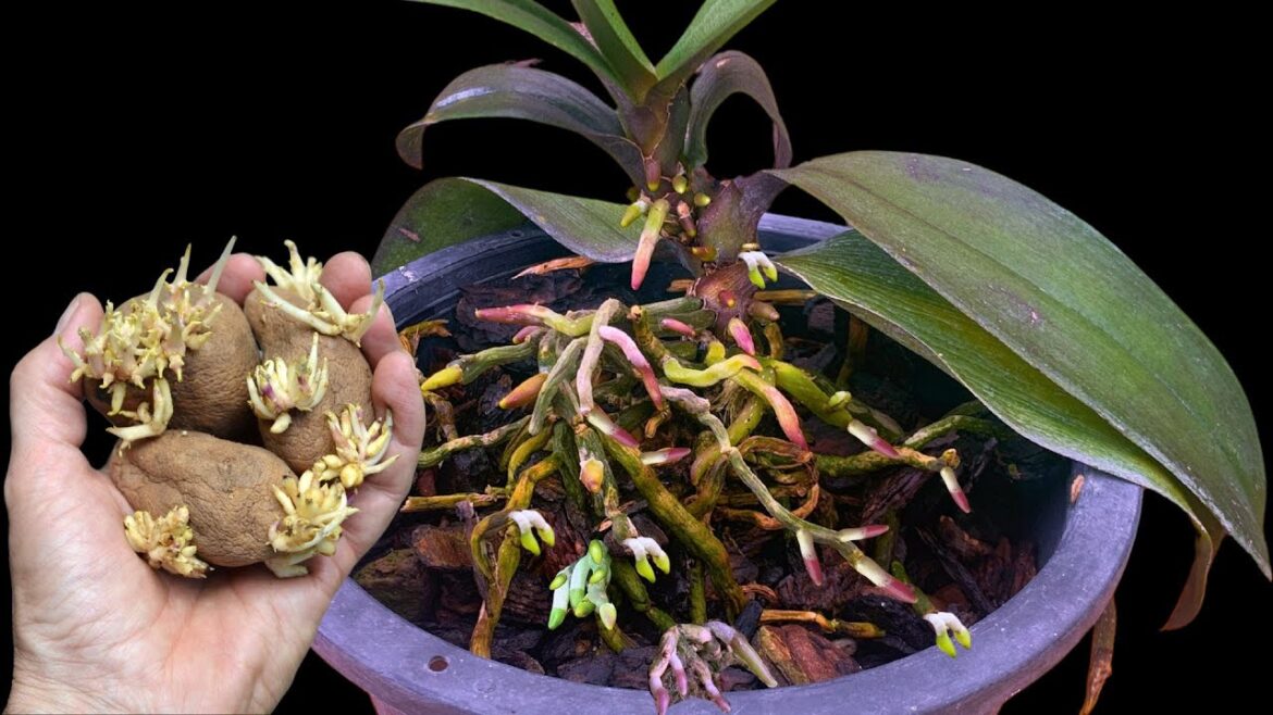 Don't throw away those wilted potatoes! They're treasures that help orchids bloom all year round