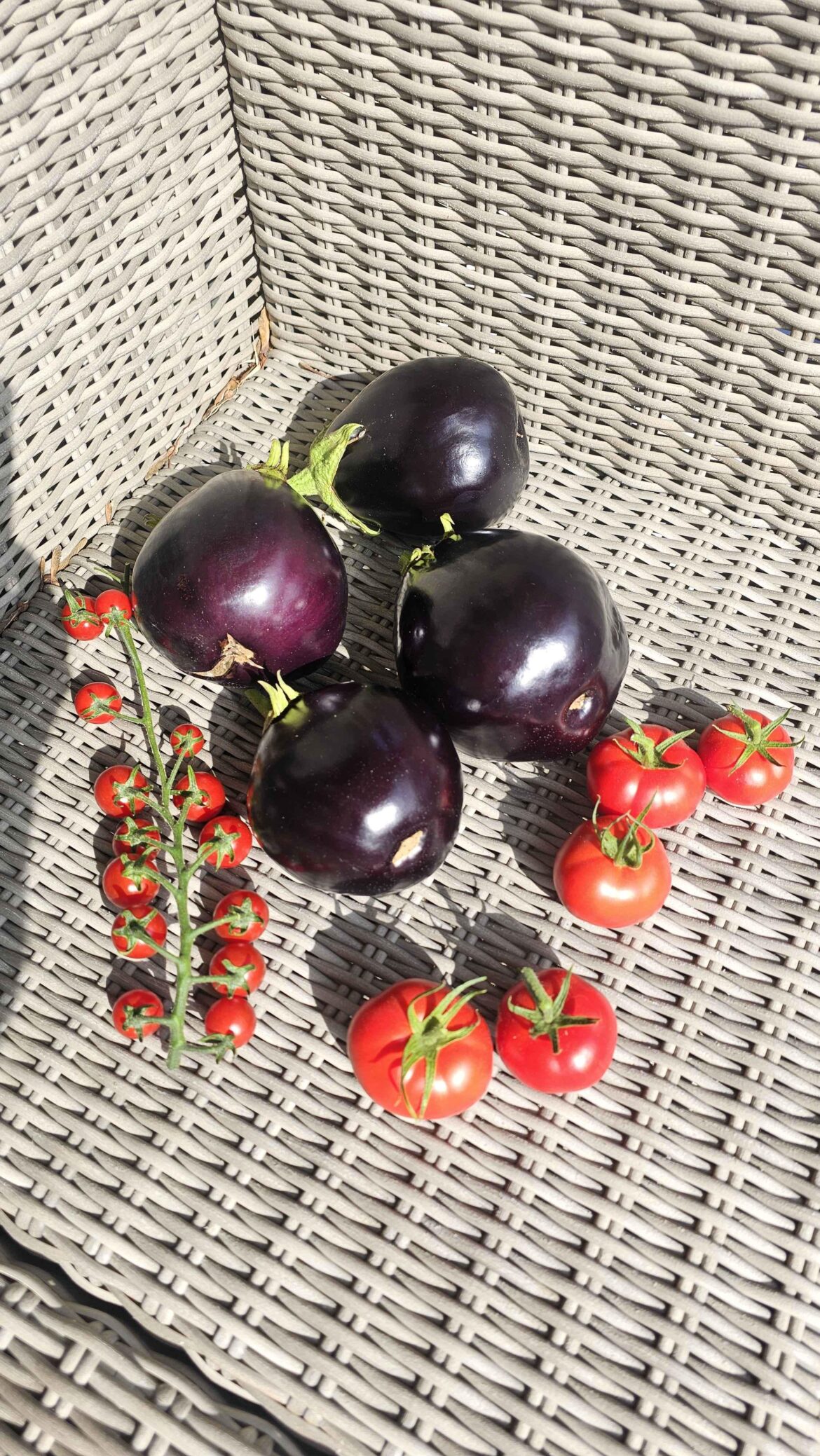 The second harvest this year! 🍆 🫑