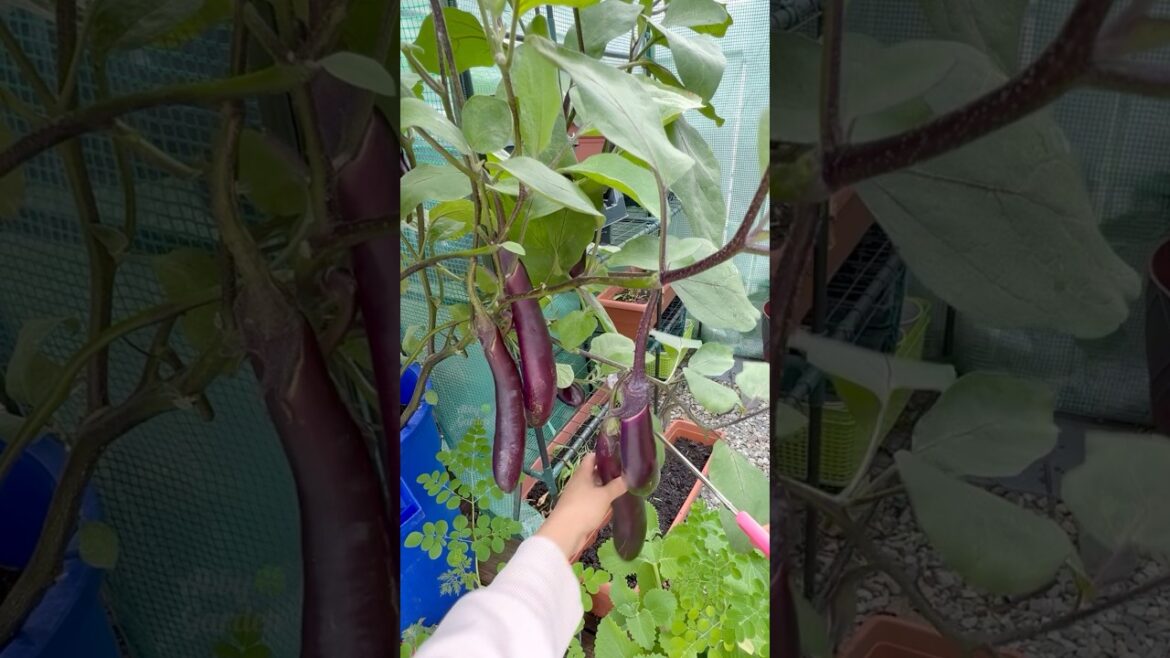 Harvesting these long and lovely Japanese eggplants straight from the container garden 🍆