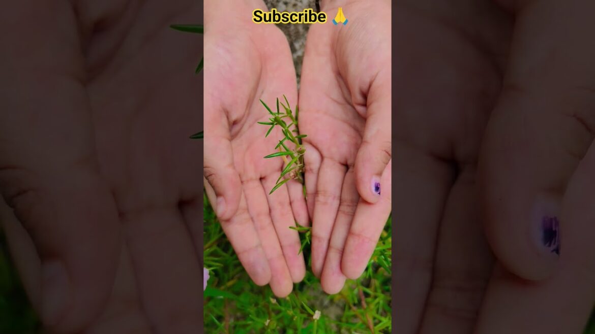 ফুল নিয়ে টিকটিক #gardening #youtubeshorts #UpdateGardening #garden #youtubeshort #flowers #rose