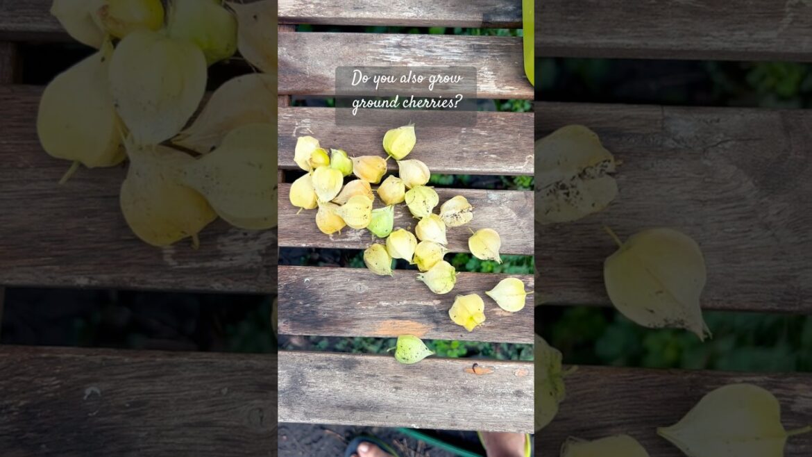 How to harvest yummy ground cherries