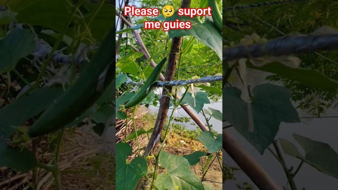 I Grew 1 Million Followers Using Only Vegetables I Grew 1 Million Followers Using Only Vegetables