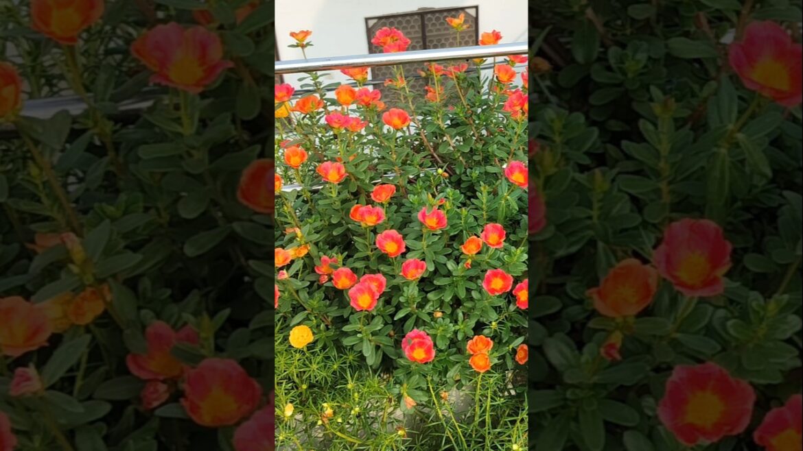 purslane repotting #garden #viral #shortsfeed purslane repotting #garden #viral #shortsfeed