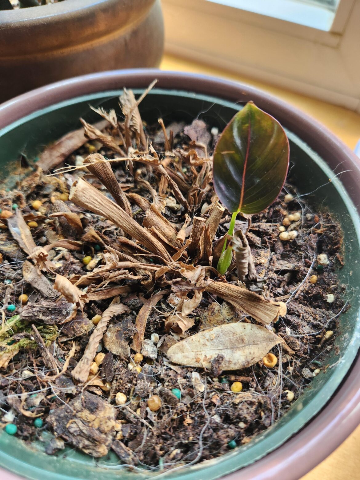 My cat ate all her leaves