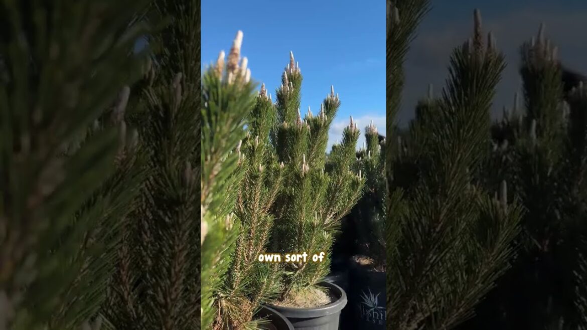 The Gorgeous Addition Your Japanese Garden Needs - Kotobuki Pine.