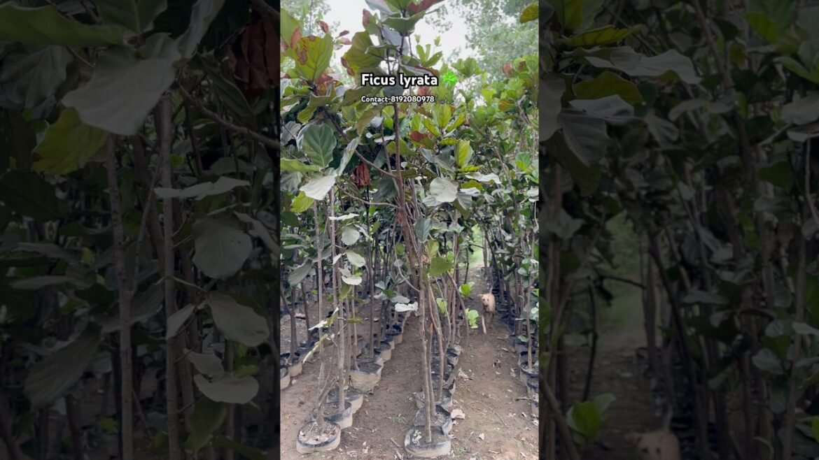 Ficus lyrata ☘️available@WorldPlantation.nursery #nursery #plantsofindia #gardendesign #supply