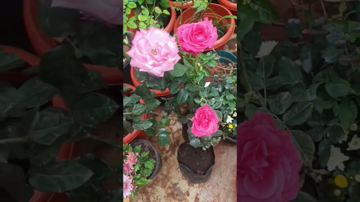 ✨ “My New Little Green World 🌱✨”#GardenVibes #FlowerLovers #PlantLife #NatureBeauty #YouTubeShorts ✨ "My New Little Green World 🌱✨"#GardenVibes #FlowerLovers #PlantLife #NatureBeauty #YouTubeShorts