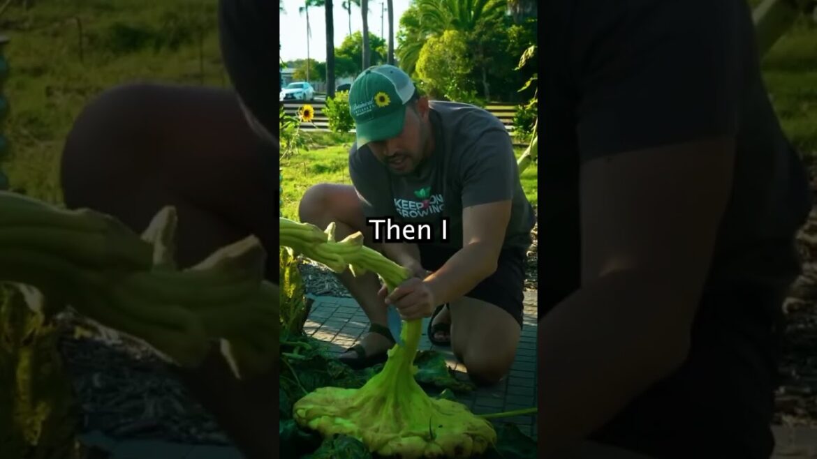 I grew my own sunflower seeds...