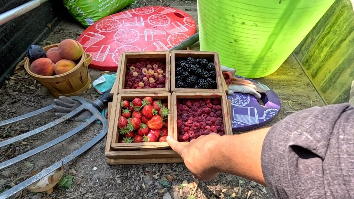 Crop Report, Multiple Harvests & Triple Berry Jam! 🍎🍓🧅