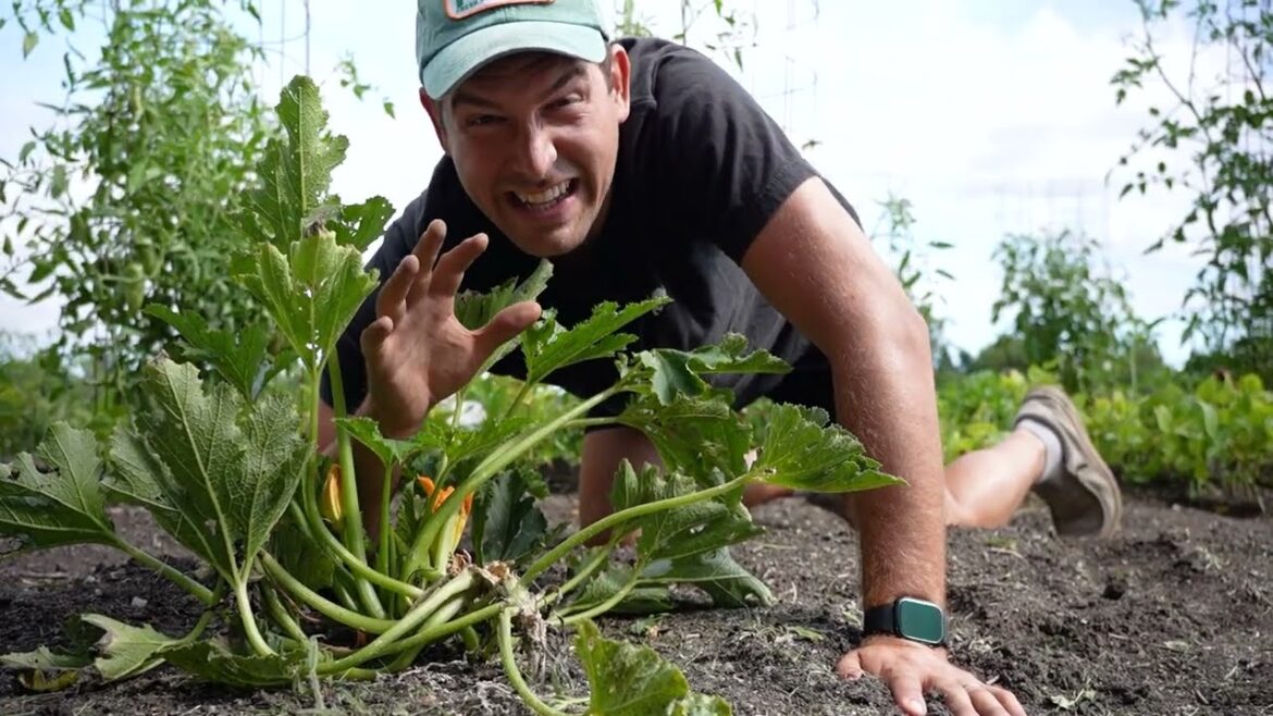 The Secret to Reducing Squash Vine Borer up to 90% is EASIER Than You Think!