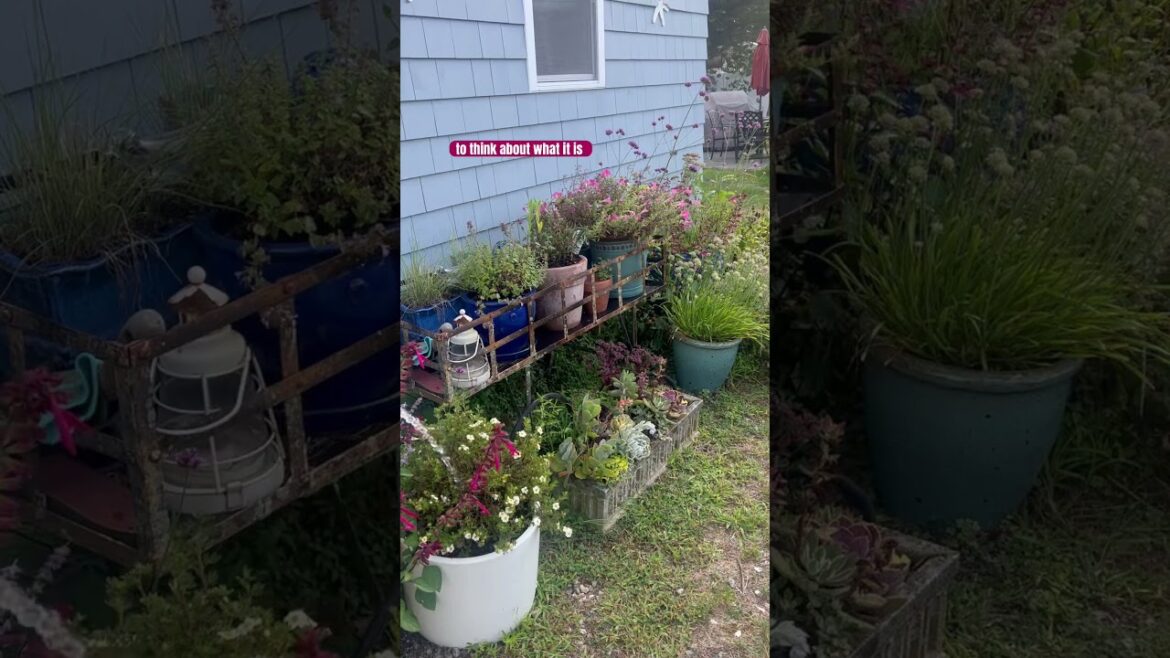Summer container ideas #containergarden #containers #garden #containergardening #short #shorts