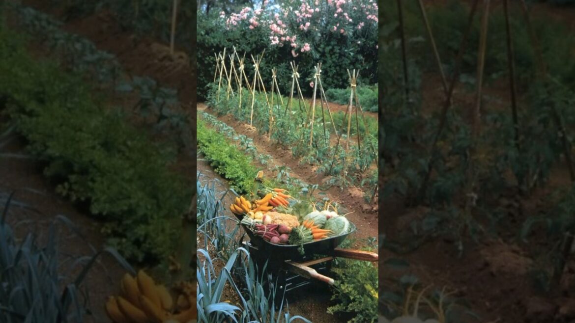 Vegetable garden ideas for home #garden