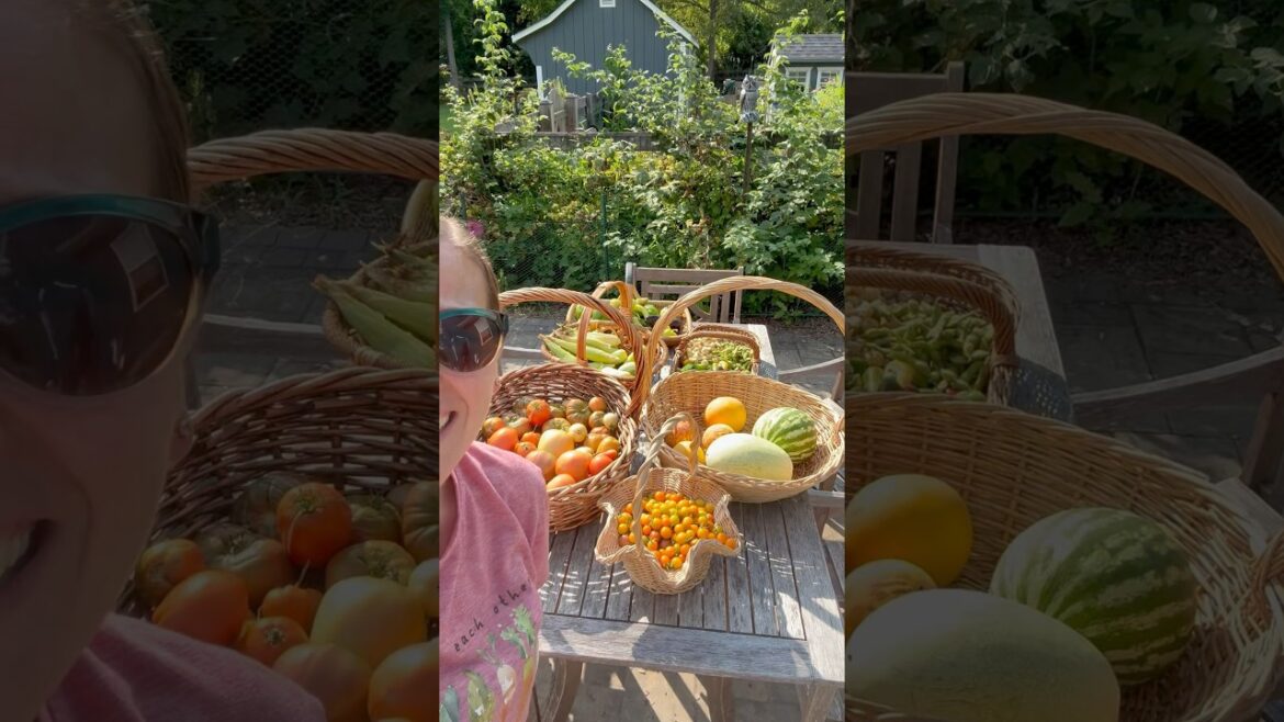 BIGGEST Harvest #harvest #backyardgarden #growyourownfood #garden #homegardening #harvesttime