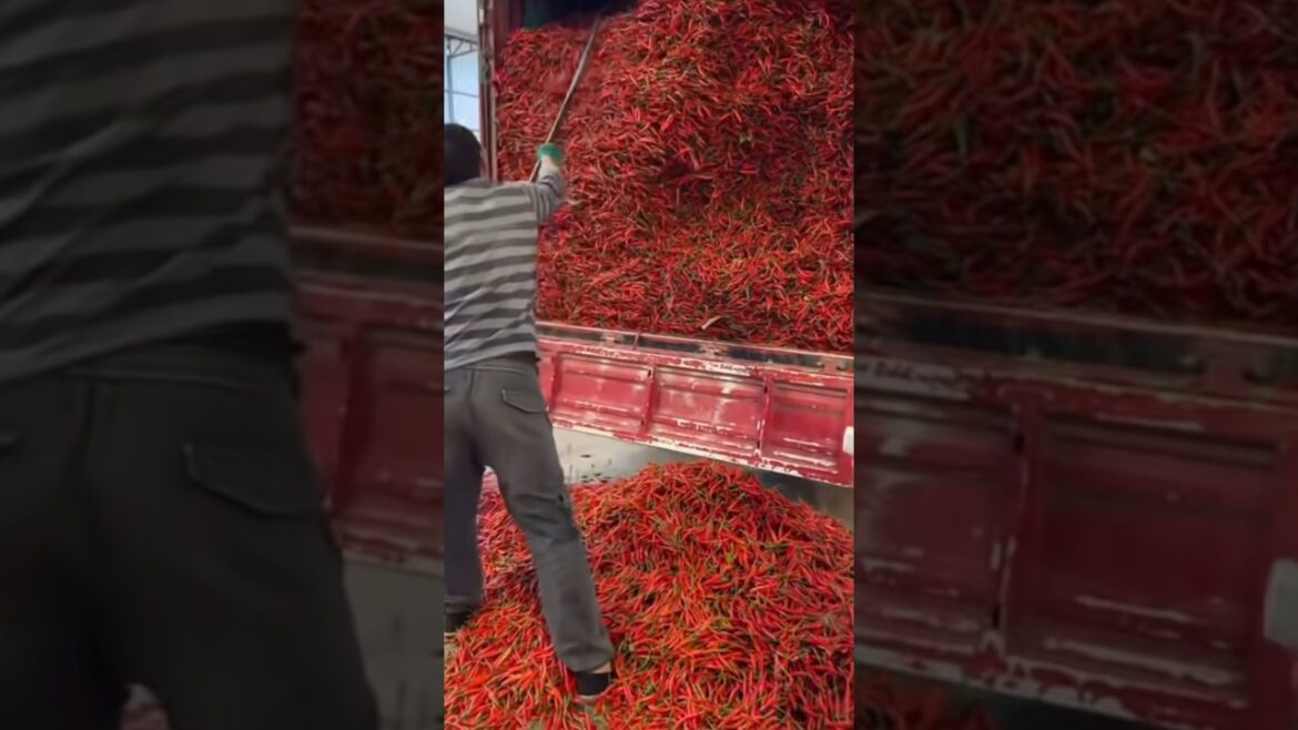 Bulk Material Handling in Factory | Industrial Supply Chain Process