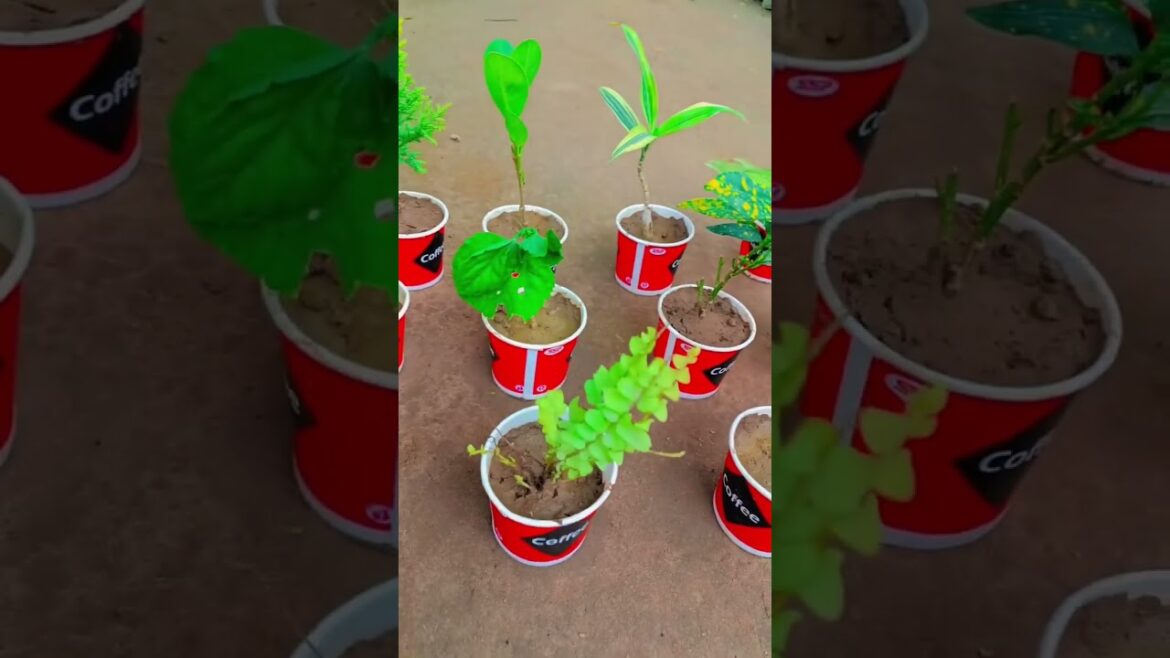 gardening guide, diy garden ideas, gardening hack, gardening tips,#gardening #homegarden #shorts #yt gardening guide, diy garden ideas, gardening hack, gardening tips,#gardening #homegarden #shorts #yt