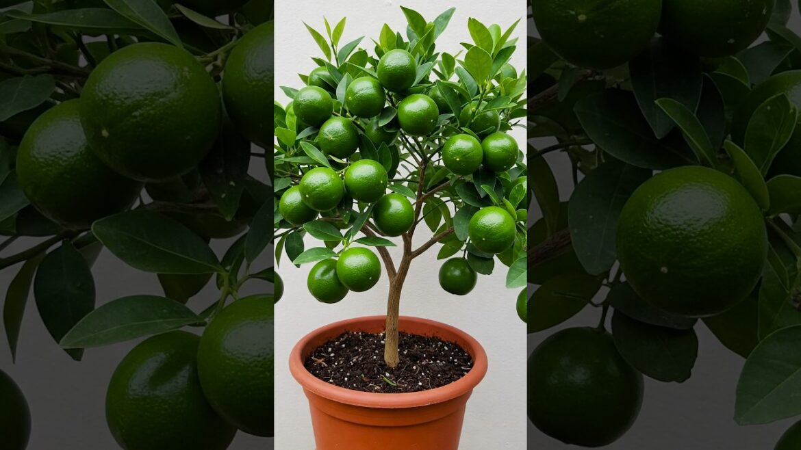 🌿Best Method for Growing Lemon Trees Fast! #gardening