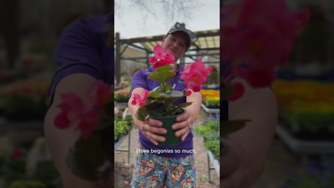 Annuals for Everywhere | Gardener's Favorite Annual Combinations for Sun and Shade